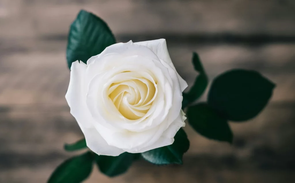 Gros plan sur une rose blanche épanouie posée sur un fond en bois rustique.